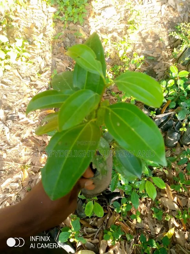 Cinnamon Seedlings · Photo 1