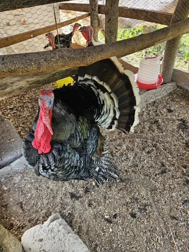 Turkey for Sale
