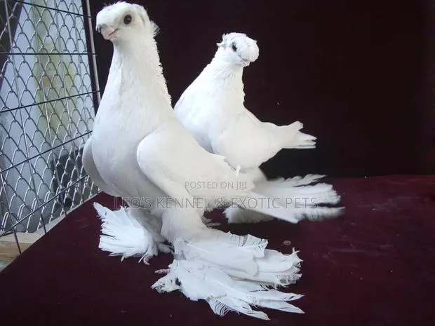 Uzbek Pigeons · Photo 1