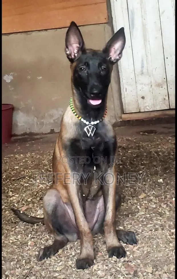 6-12 months Female Purebred Belgian Malinois · Photo 1