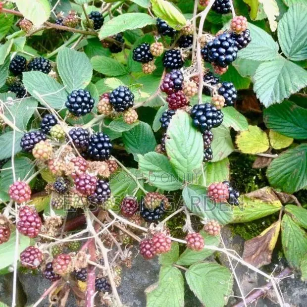 Exotic Blackberry Seedlings – Fast Fruiting Easy to Grow! · Photo 4