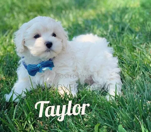 1-3 months Male Purebred Maltese · Photo 1