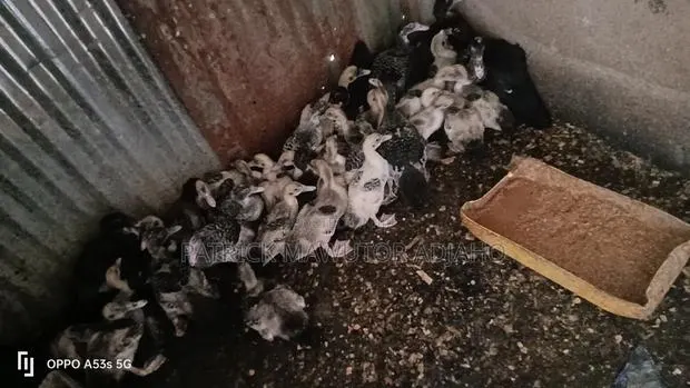 2-Month-Old Muscovy Ducklings for Sale! · Photo 1