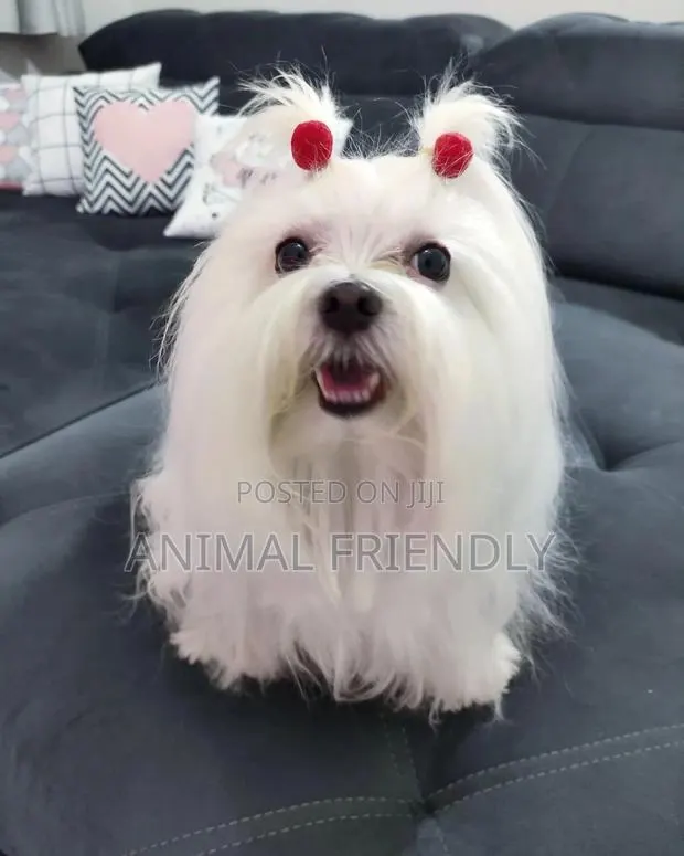 1-3 months Male Purebred Maltese · Photo 1