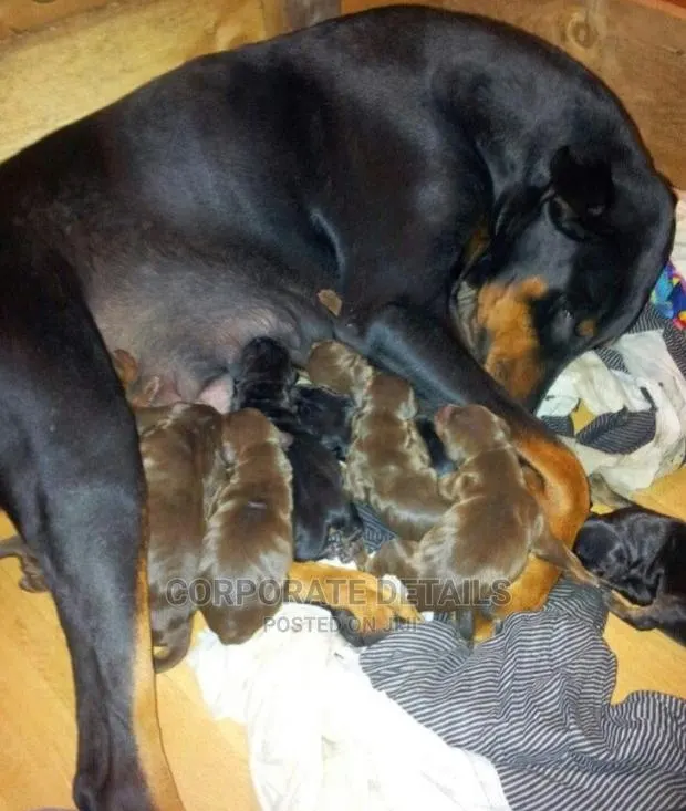 1-3 months Male Purebred Doberman Pinscher · Photo 1