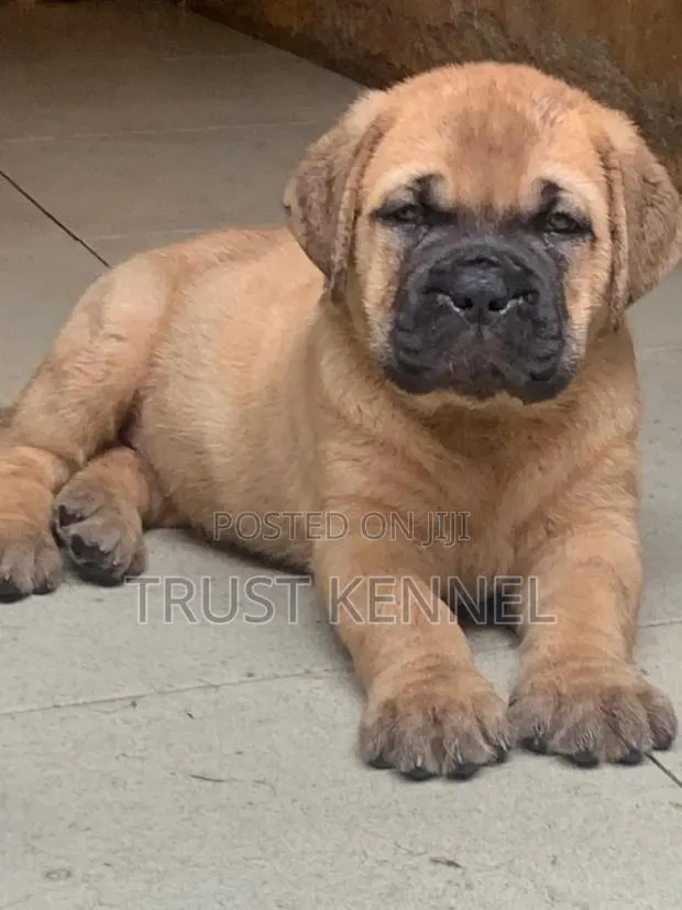 1-3 months Female Purebred Boerboel · Photo 1