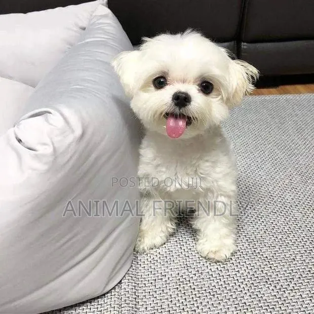 1-3 months Female Purebred Poodle · Photo 1
