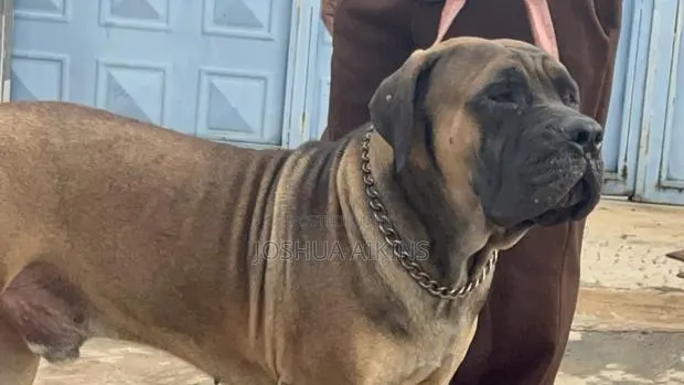 1+ year Male Purebred Boerboel · Photo 1