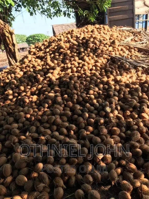 Coconut for Sale in Large Quantity · Photo 1