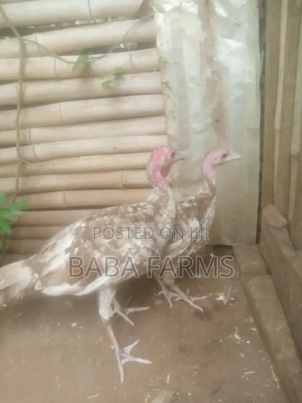 Bourbon Red Turkeys · Photo 1