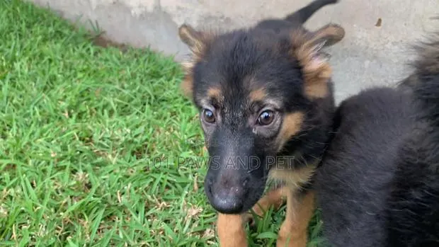 1-3 months Female Purebred German Shepherd · Photo 1