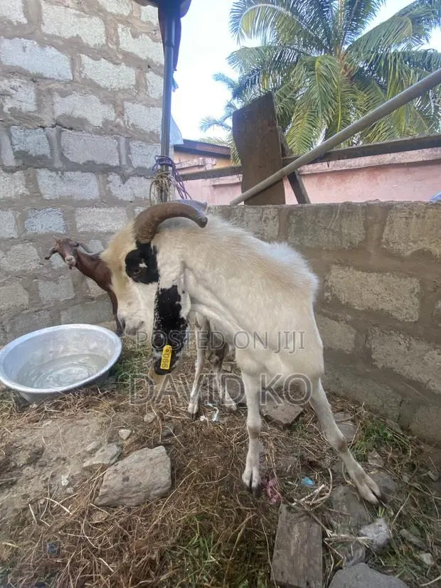 Goats Available for Meat and Breeding · Photo 1