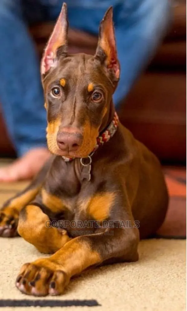 1-3 months Female Purebred Doberman Pinscher · Photo 1
