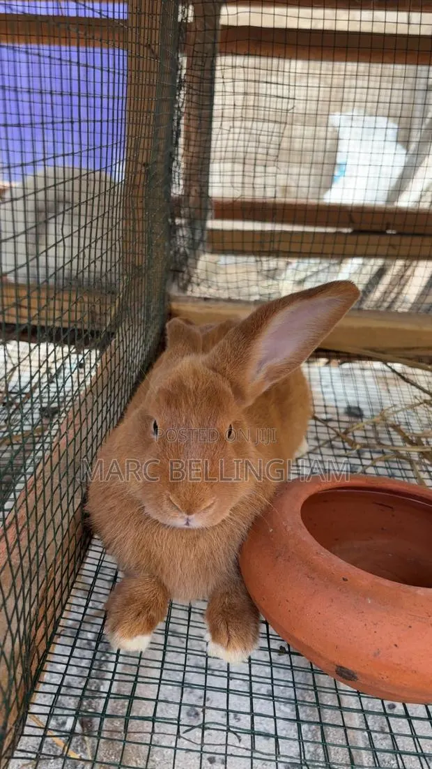 Newzealand Red Rabbit · Photo 2