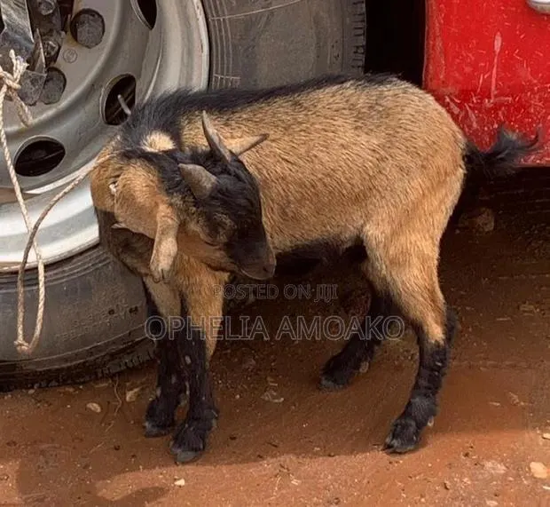 Goat for Sale · Photo 1