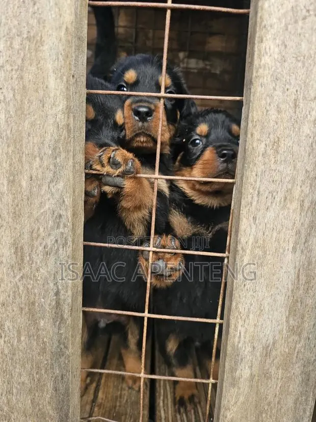 1-3 months Male Purebred Rottweiler · Photo 1
