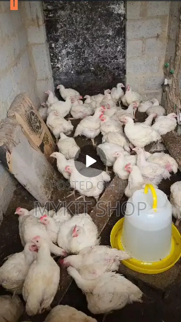 Broilers 10weeks Old 3.2kg · Photo 1