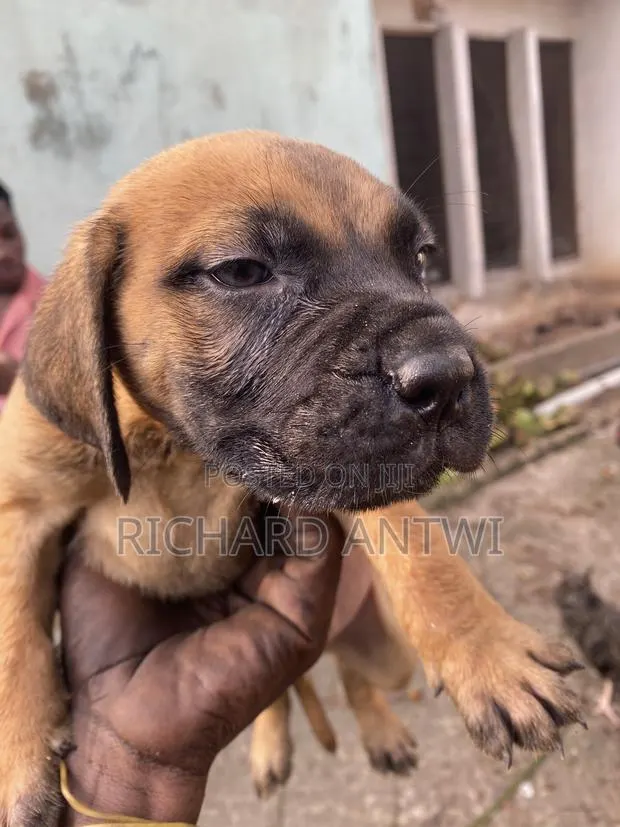 1-3 months Male Purebred Boerboel · Photo 1