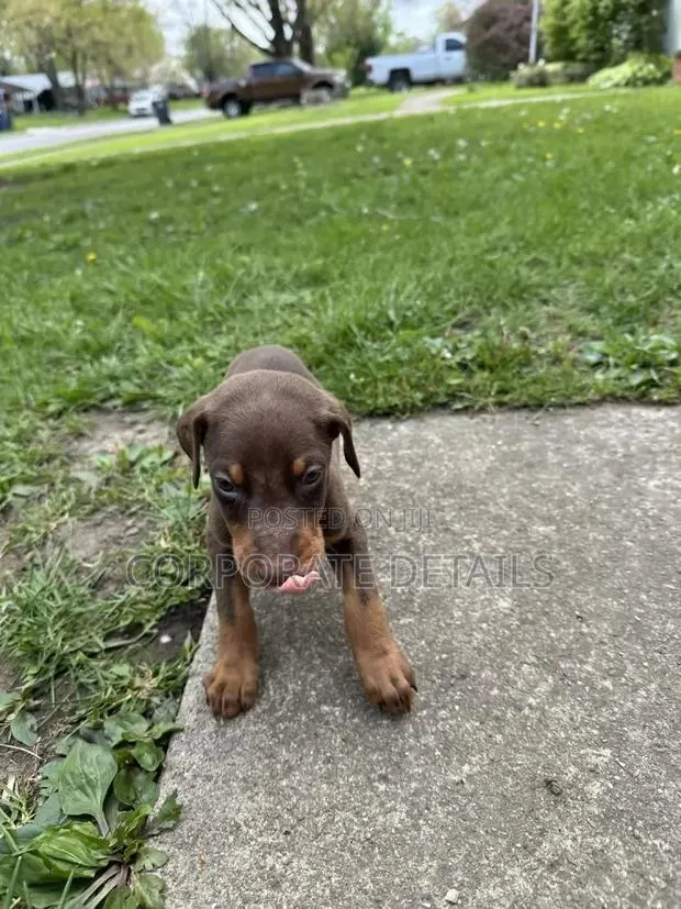 1-3 months Male Purebred Doberman Pinscher · Photo 1
