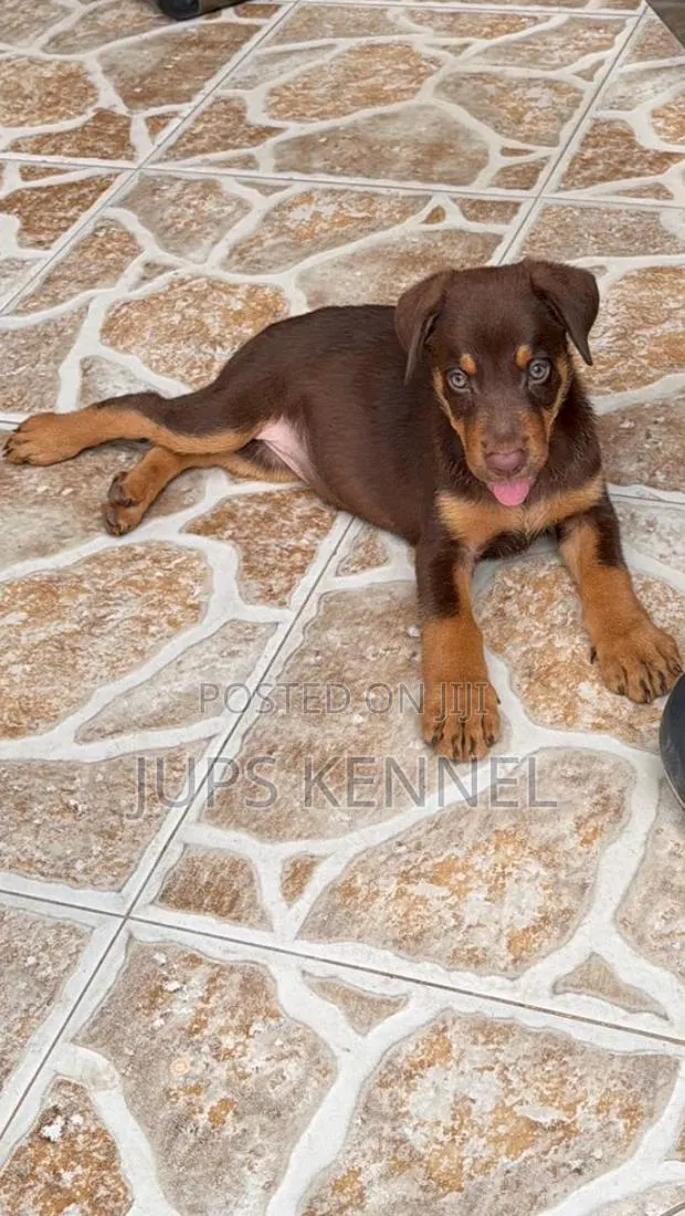 1-3 months Female Purebred Doberman Pinscher · Photo 1