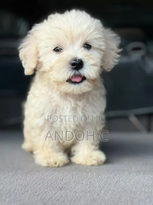 1-3 months Male Purebred Maltipoo · Photo 1