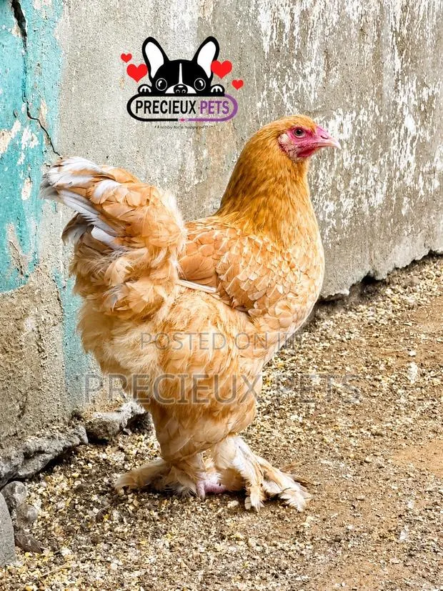 Brahama Chickens · Photo 2