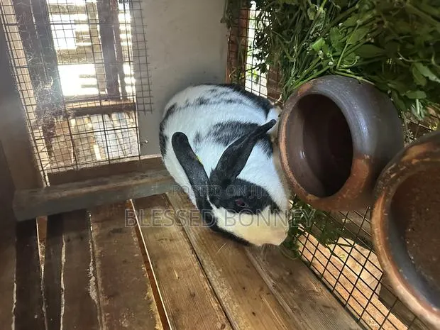 All Rabbit Breeds for Sale · Photo 1