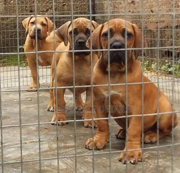 1-3 months Male Purebred Boerboel · Photo 1