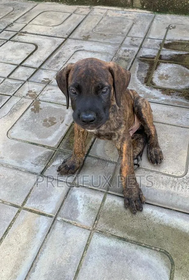 1-3 months Female Purebred Boerboel · Photo 1