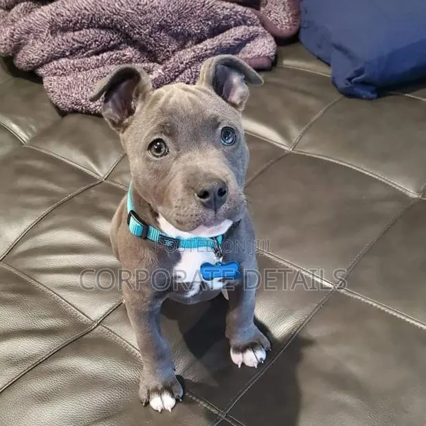 1-3 months Male Purebred American Pit Bull Terrier · Photo 1