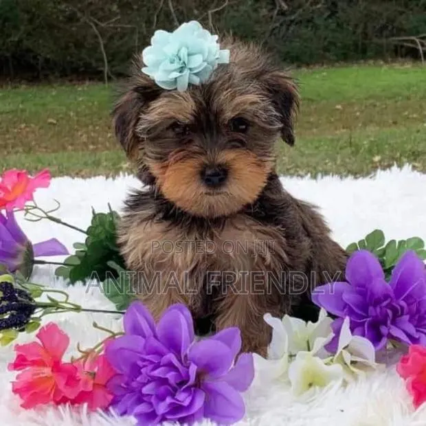 1-3 months Female Purebred Poodle · Photo 1