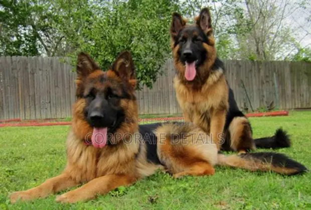 6-12 months Female Purebred German Shepherd · Photo 1