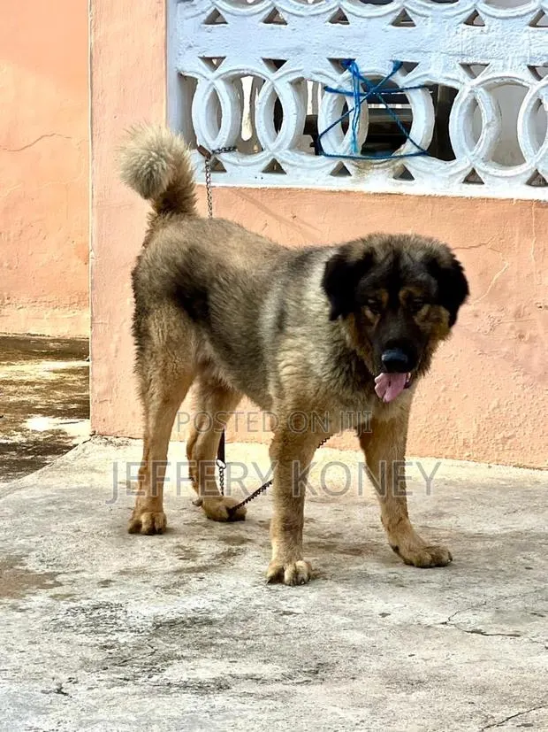 1+ year Male Purebred Caucasian Shepherd · Photo 1