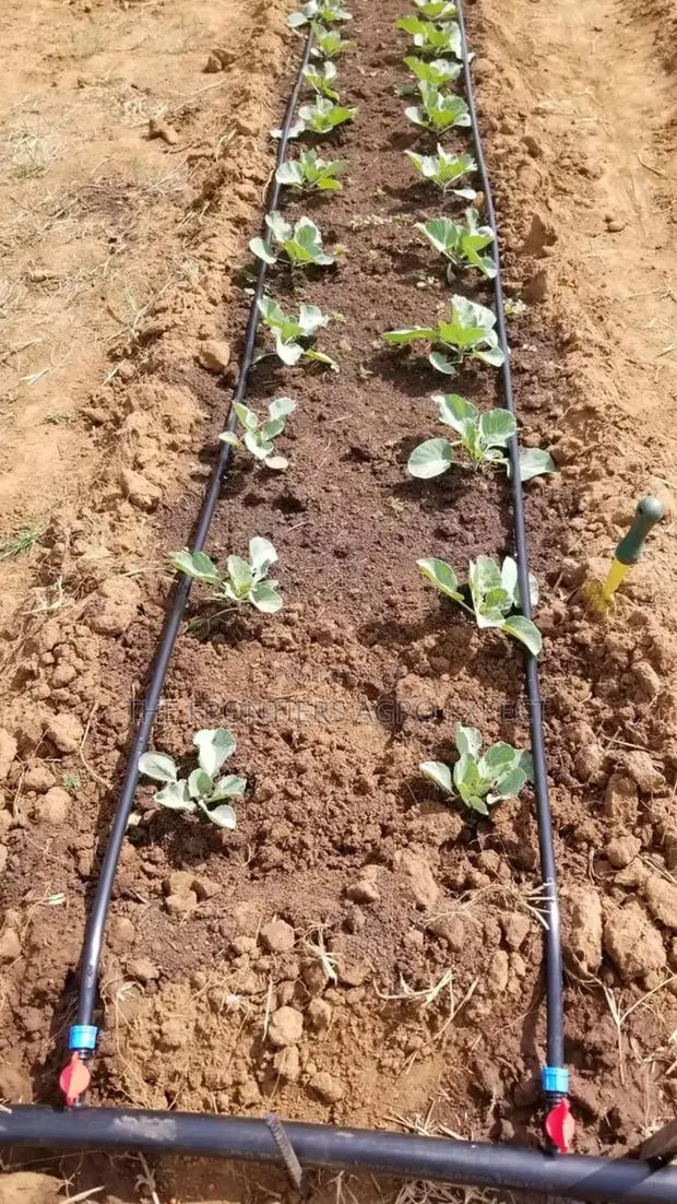 Drip Irrigation Installation · Photo 1