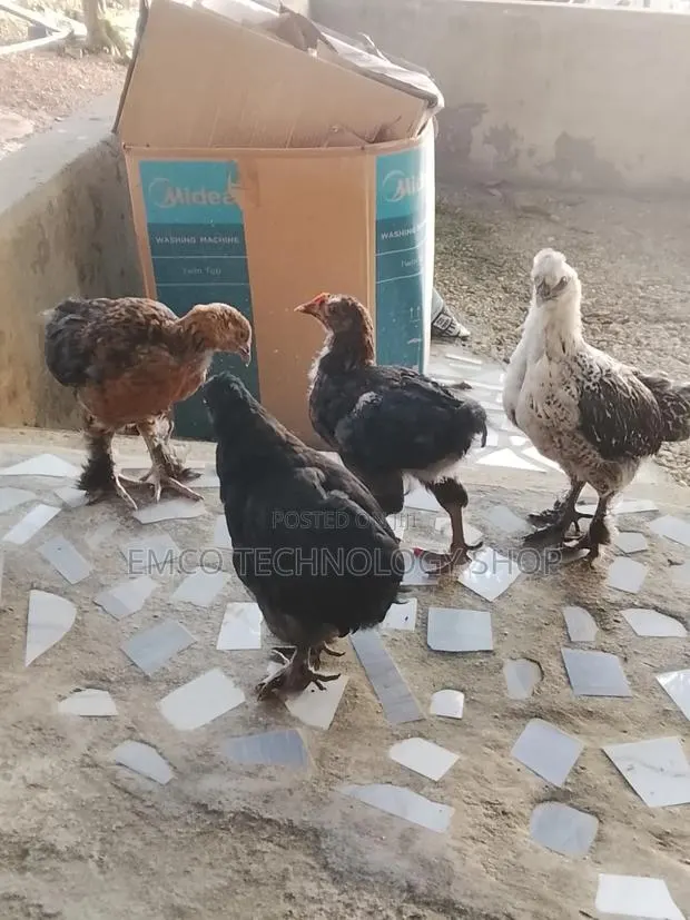 Brahma Cochin Chicken · Photo 1
