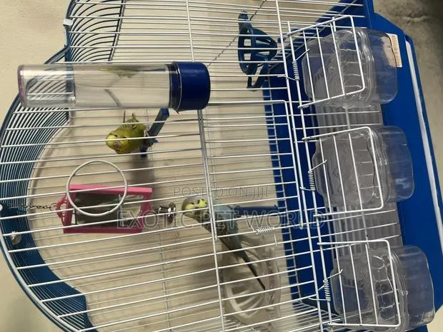 Pair of Budgies · Photo 2