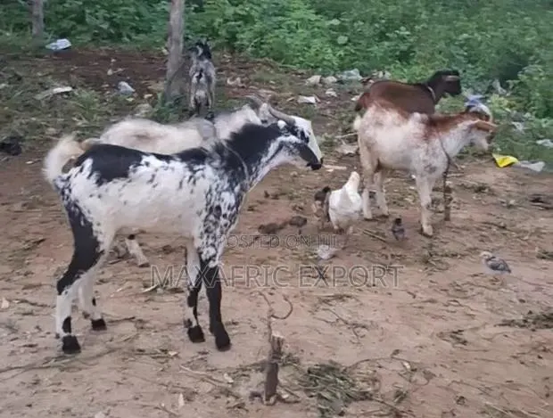 Local Goats and Sahelian Goat and Sheep · Photo 1