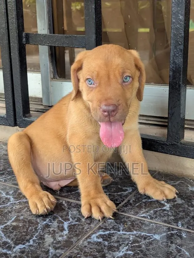 1-3 months Male Purebred Boerboel · Photo 1