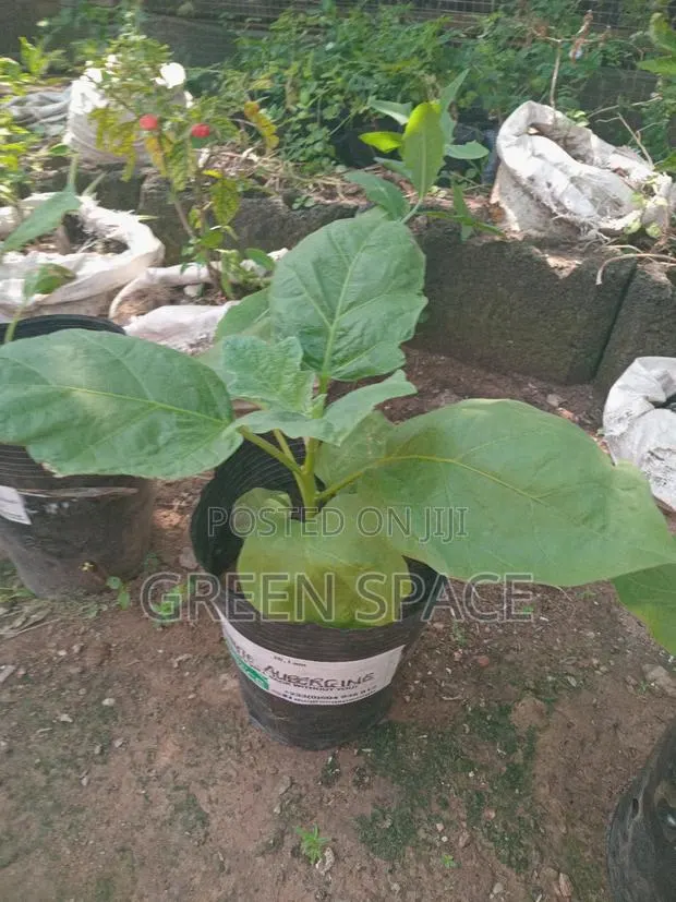 Potted Eggplant Aubergine · Photo 2