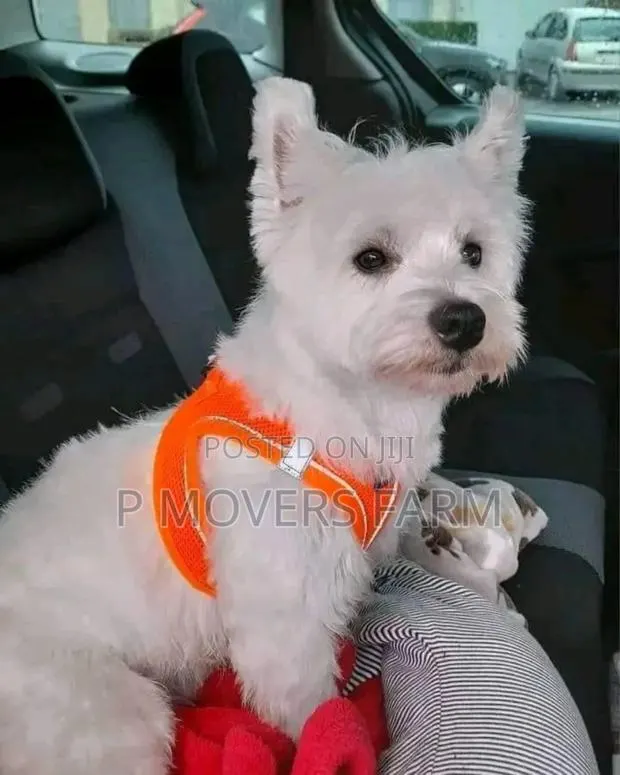 1-3 months Male Purebred Maltese · Photo 1