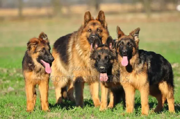 1+ year Male Purebred German Shepherd · Photo 1