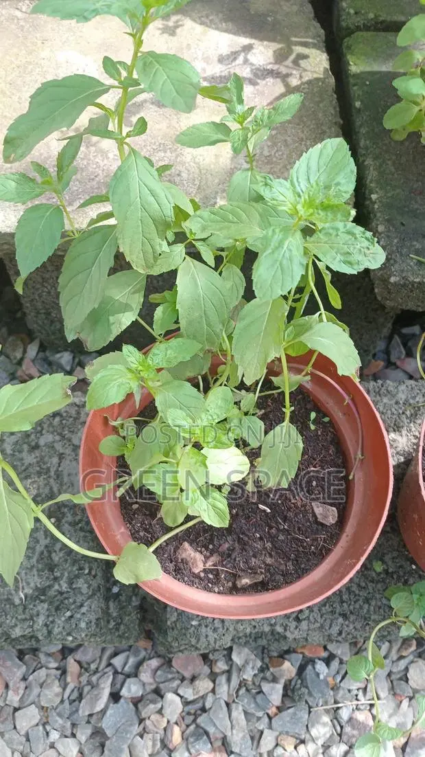 Japanese Mint Potted
