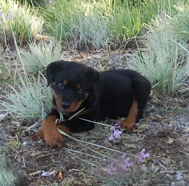 1-3 months Male Purebred Rottweiler · Photo 1