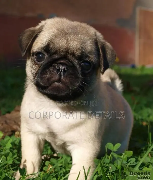 1-3 months Female Purebred Pug · Photo 1
