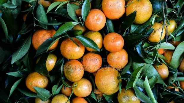 Exotic Clementines Seedlings · Photo 3