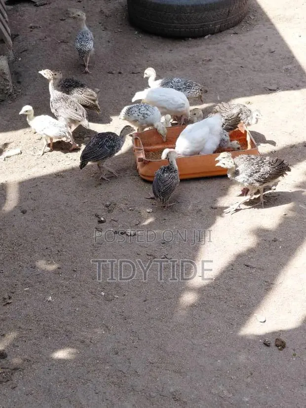 Young Turkey's · Photo 1
