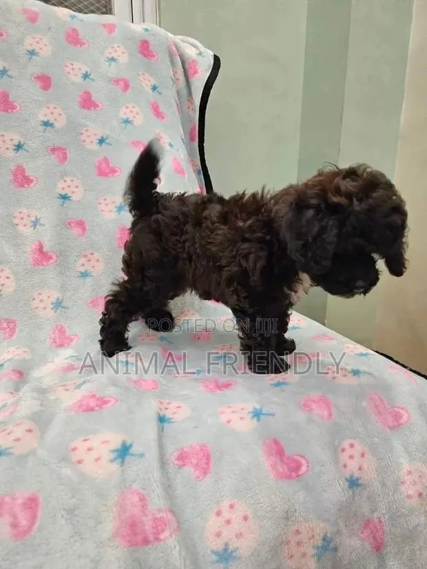 1-3 months Female Purebred Poodle · Photo 1