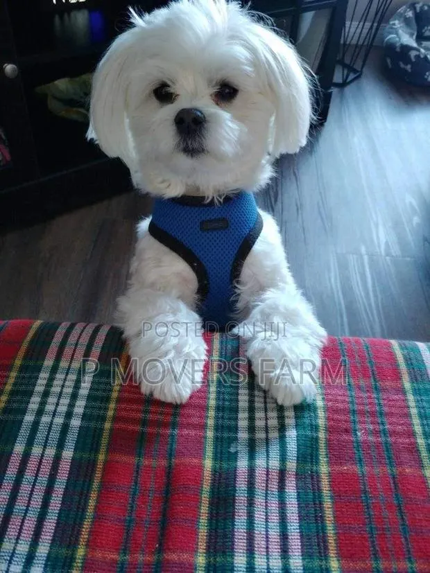 1-3 months Male Purebred Maltese · Photo 1
