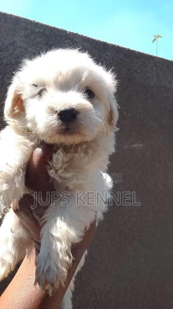 1-3 months Male Purebred Poodle · Photo 1