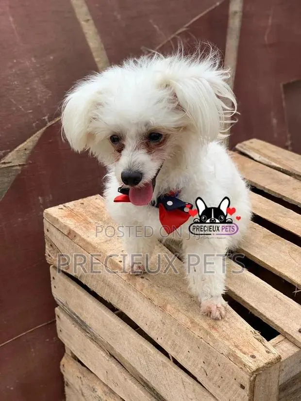 Grooming Services at Precieux Petshop · Photo 1
